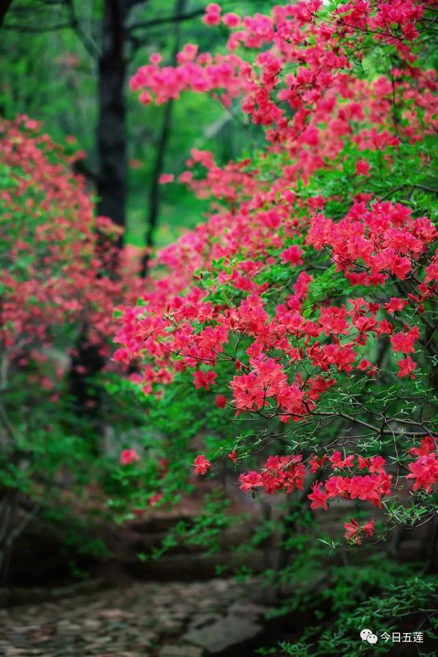 春天百花盛开图片，春天百花盛开带你见证春花之美（寻找最美春天）