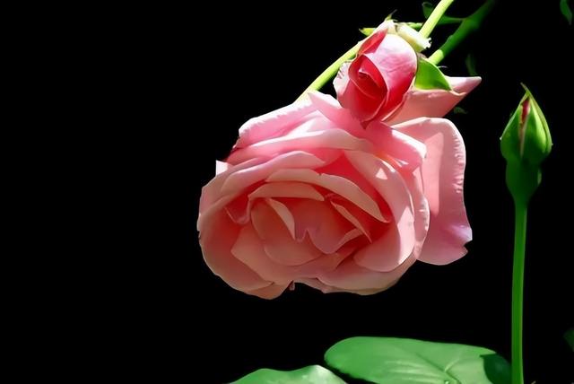 梅花象征什么，梅花象征什么青松象征什么雪花象征什么（中国十大名花排行榜）