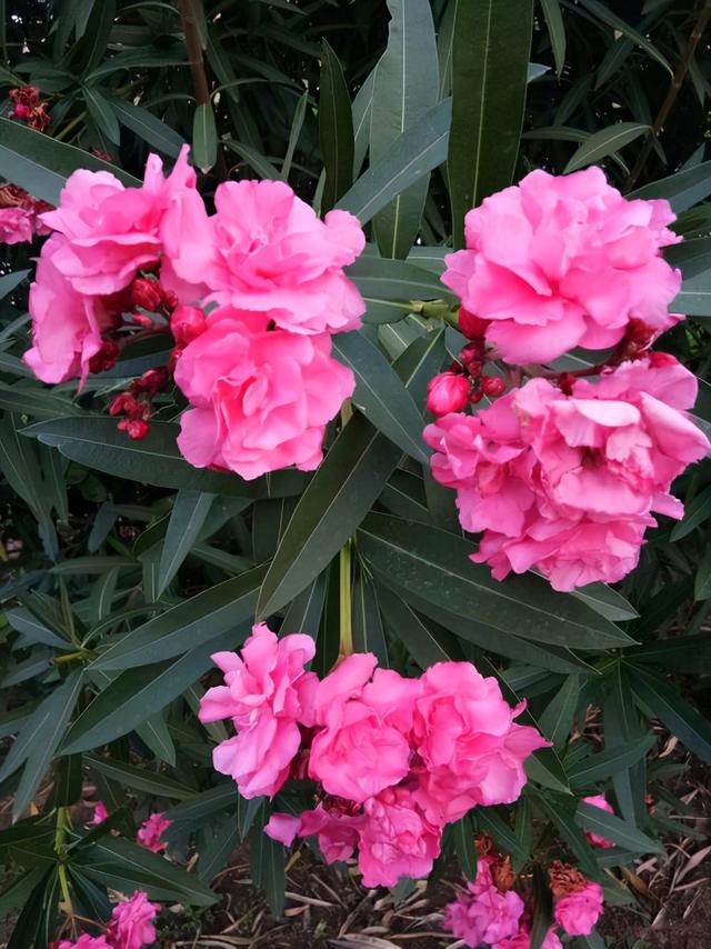 地狱花的花语是什么，地狱花园2021（12种“小毒花”）