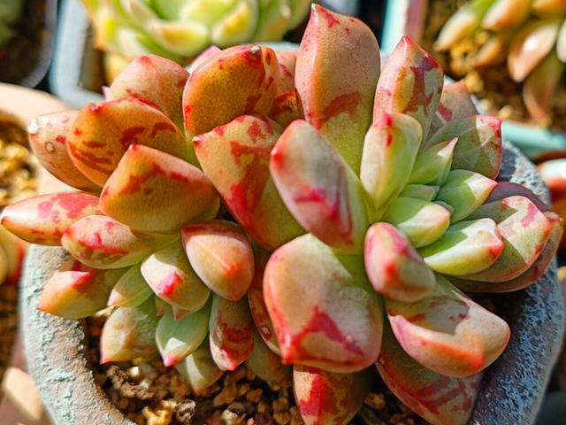 血燕是什么，血燕是什么东西有什么功效（高温多雨的日子也能安然度过）