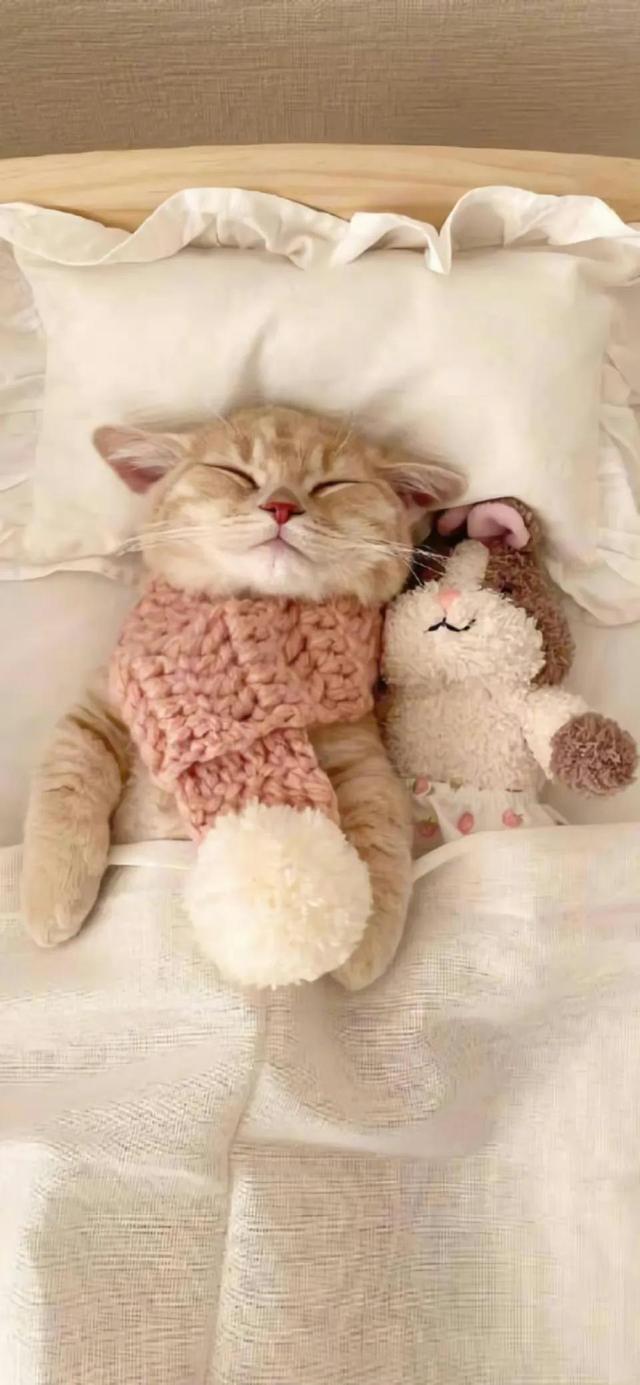 小猫可爱图片，小猫可爱图片 呆萌（猫咪壁纸‖好可爱呀）