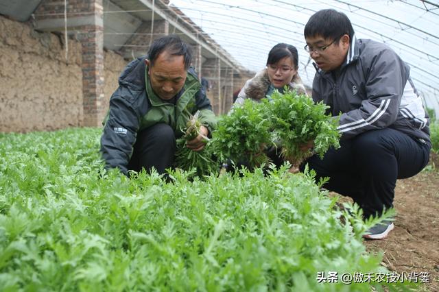 3的立方根是多少，3的3次方是多少（才能让蔬菜长得好、产量高、收益高）