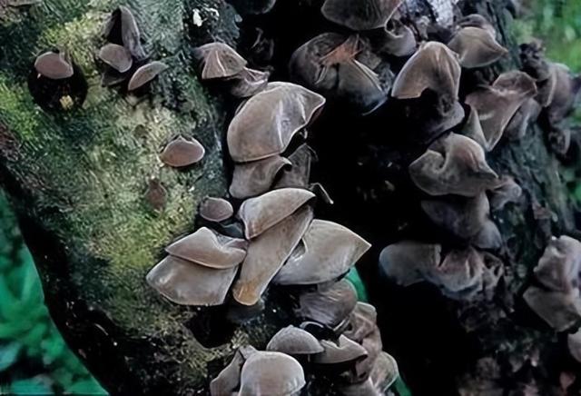 各种茶婊的女生，黑炭木耳女优（黑木耳知多少）