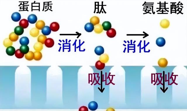 生物活性物质（生物活性肽一）