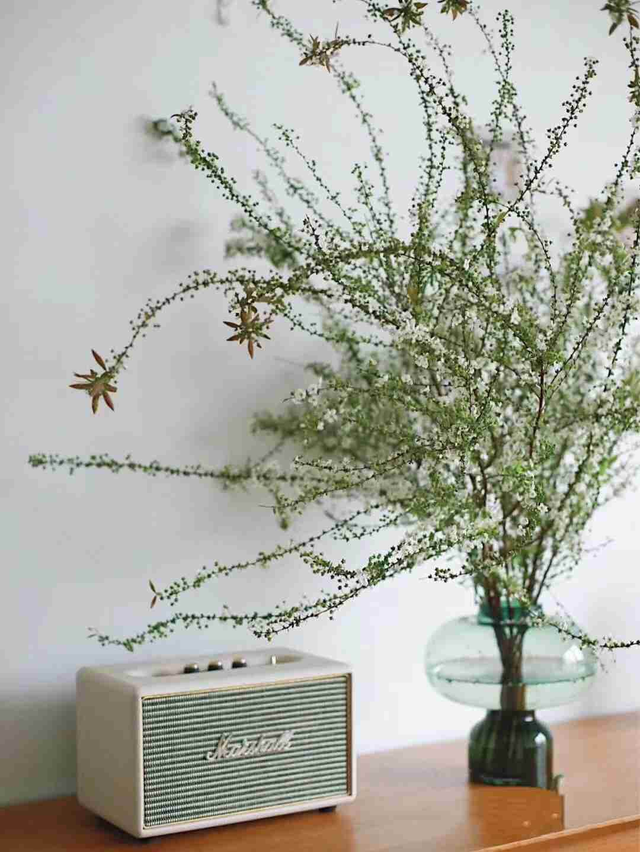 雪柳的寓意，雪柳的寓意文案（一个星期枝条爆满绿芽）