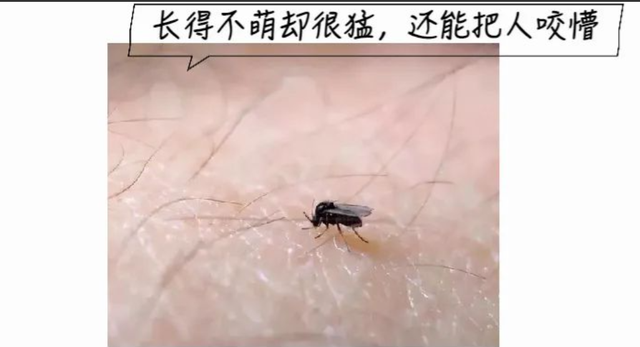被臭虫咬了怎么办，臭虫怕什么（医生：奶奶做得好）