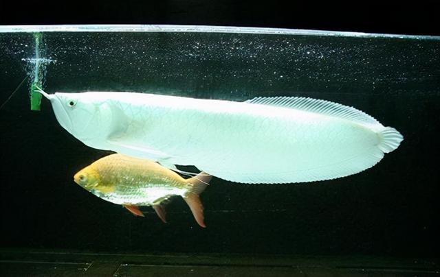 雪龙鱼的做法和配方，鳕鱼的烹饪方法（一条鱼抵得上一栋别墅）