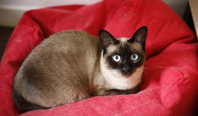 猫中之王是什么品种，十大最漂亮的猫（暹罗猫：堪称最忠诚的猫）