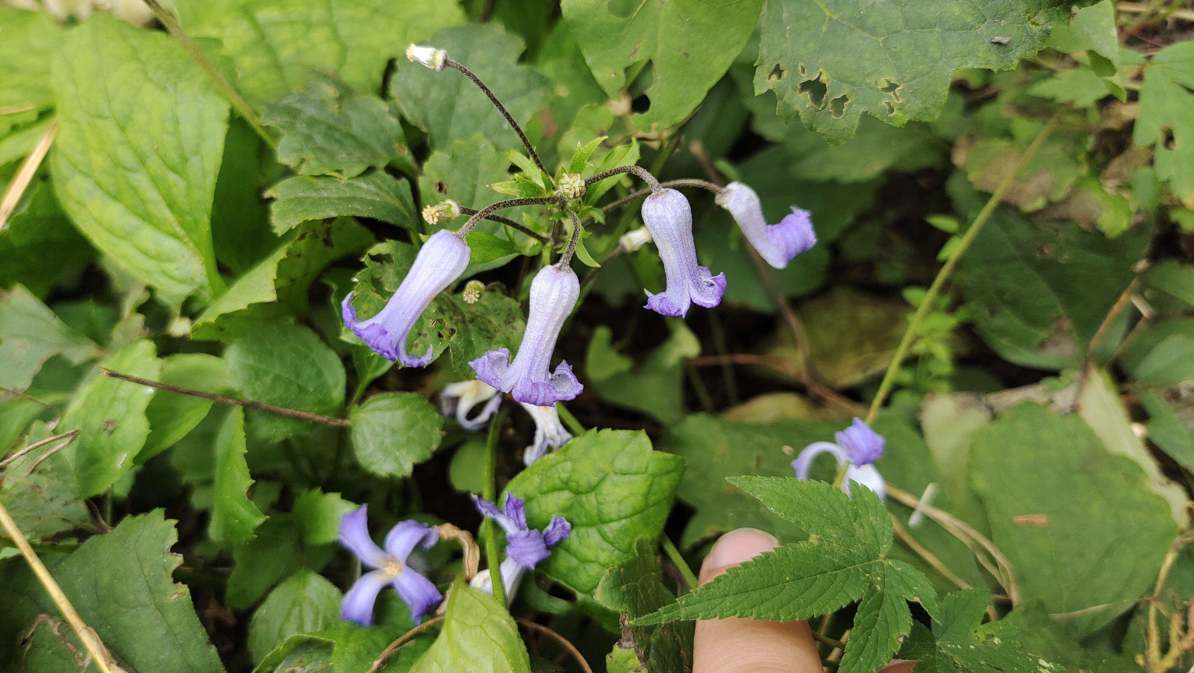 芹叶铁线莲(芹叶铁线莲的功效)插图(8)