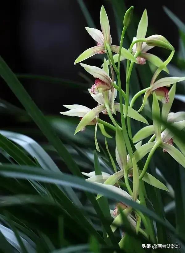 十大最贵最美兰花，绝美兰花50幅
