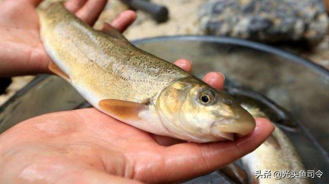 长江名贵鱼前十名，10大凶猛淡水鱼（我国保护的鱼类有87种）