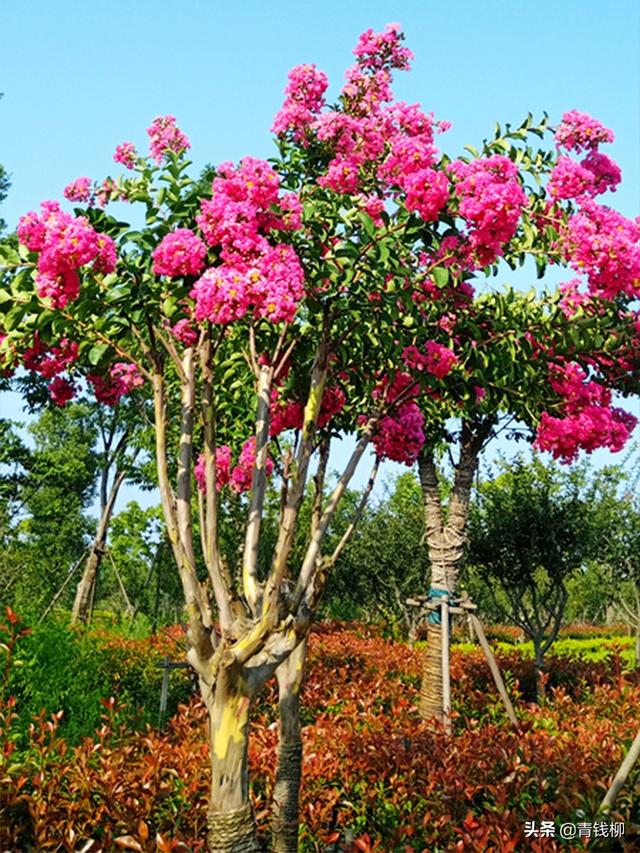 紫薇树盆景的嫁接方法，紫薇桩嫁接方法图片（紫薇高接换种技术）