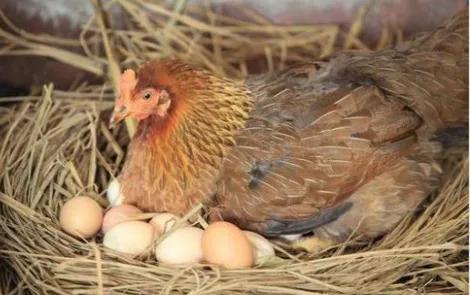受过精的鸡蛋特点图解，怎样分辨受精鸡蛋（过去农村传统法孵化小鸡）