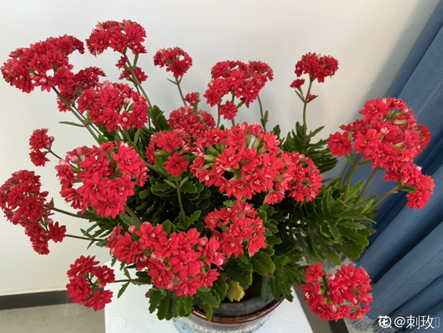 适合卧室养的花，卧室适合养什么花（卧室养4种花）