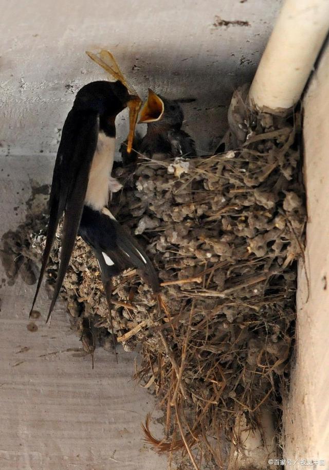燕子窝为什么不能捅，把燕子窝捅了代表什么预兆（农村什么样的家庭会吸引燕子来筑巢）