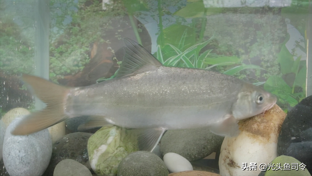 长江名贵鱼前十名，10大凶猛淡水鱼（我国保护的鱼类有87种）