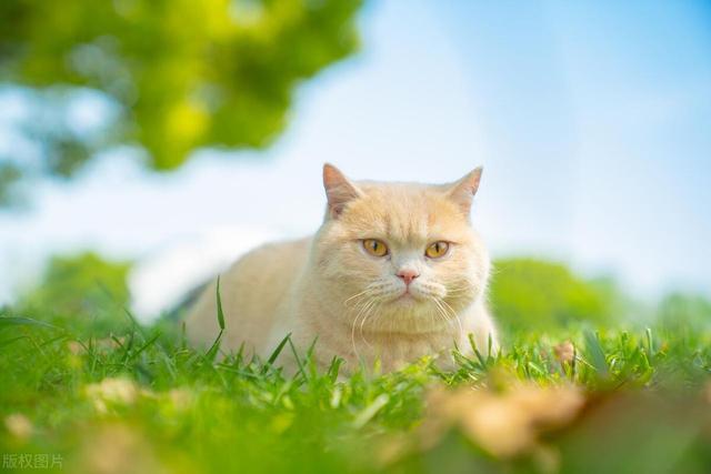 为什么猫咪会呕吐猫粮，猫咪呕吐、吐猫粮是什么原因造成的