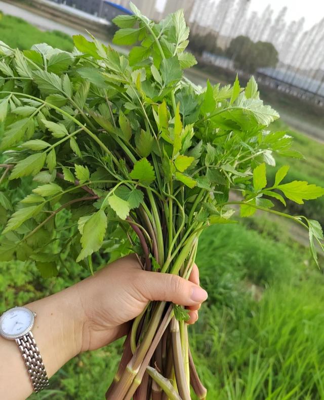 有哪些野菜可以吃，有哪些野菜可以吃视频播放（120种野菜介绍）