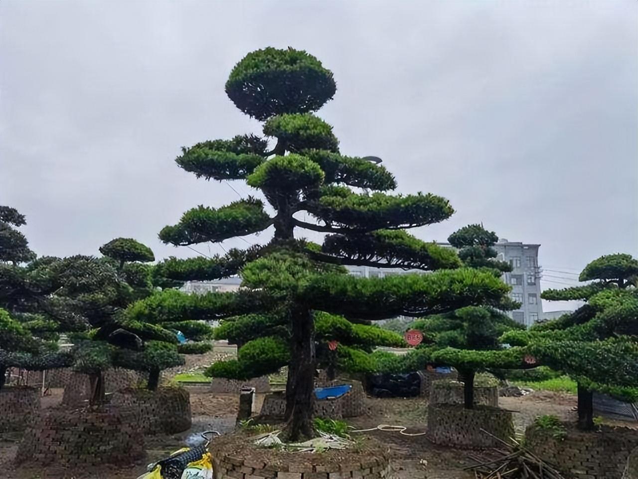 二,院子栽种罗汉松注意事项