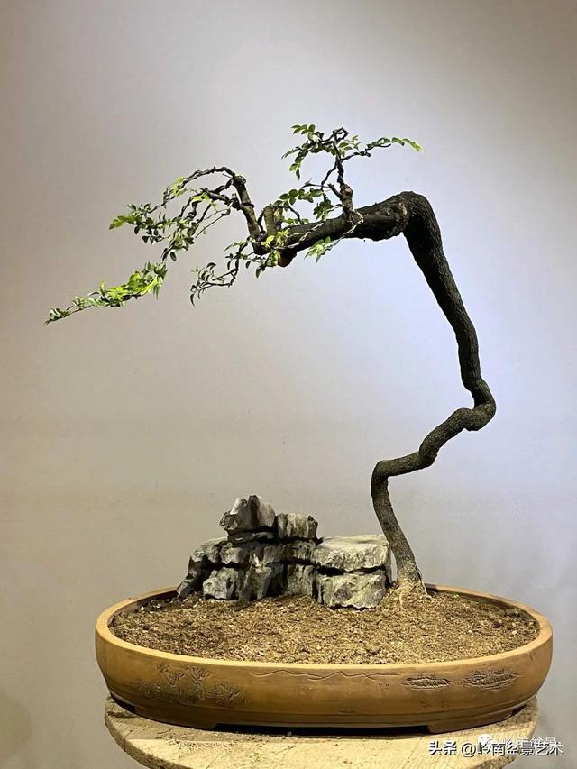 黑骨茶盆景怎么养护，黑骨茶盆景怎么养护视频（一棵黑骨茶盆景的改作引来老中青少四代树痴乐此不疲）