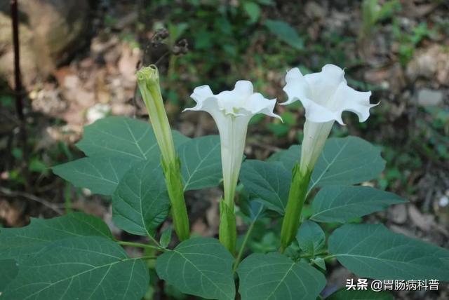 曼陀罗花的图片，曼陀罗花是什么（301味中药材的原植物彩色图谱）
