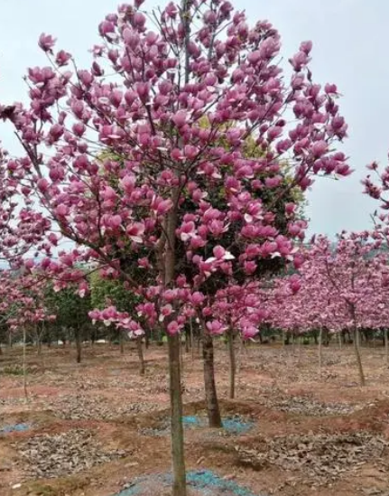 玉兰花花语的含义，玉兰的花语是什么意思（玉兰又被称为“鬼花”）