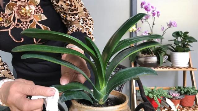 君子兰的花期是什么时候，君子兰花的花期（交替使用2种“水”）