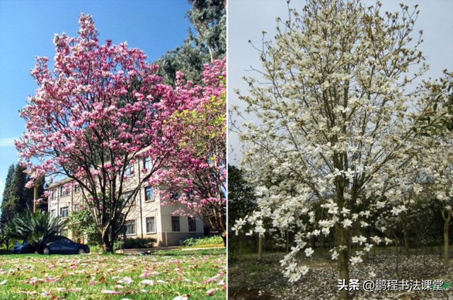 梦见植物是什么征兆，干货丨植物寓意篇
