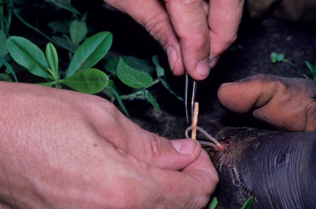 泥鳅煮多久杀死寄生虫，却被一米长寄生虫寄生（泥鳅煮多久杀死寄生虫子）