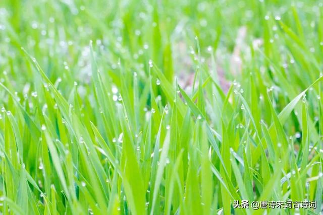 描写春雨的词语，描写春天细雨绵绵词语（春雨蒙蒙地下）