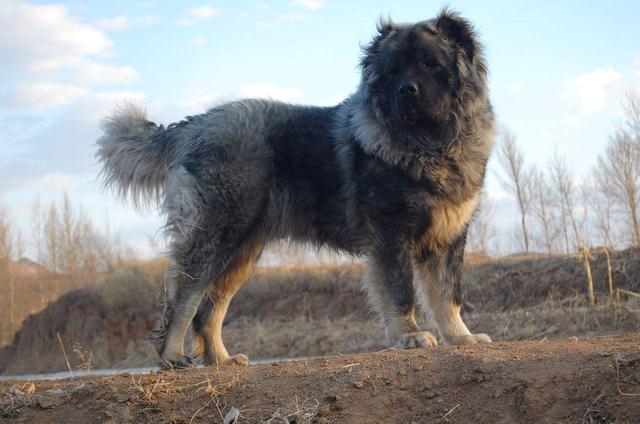 狼属于什么动物，狼属于什么动物类群（凶猛的狼真的怕牧羊犬吗）