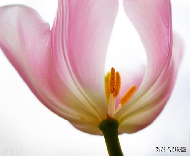 马路拍照技巧，马路拍照技巧视频（花朵不要“胡乱拍”）