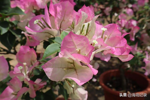 光叶子花的寓意，花语是热情、坚韧不拔、顽强奋进