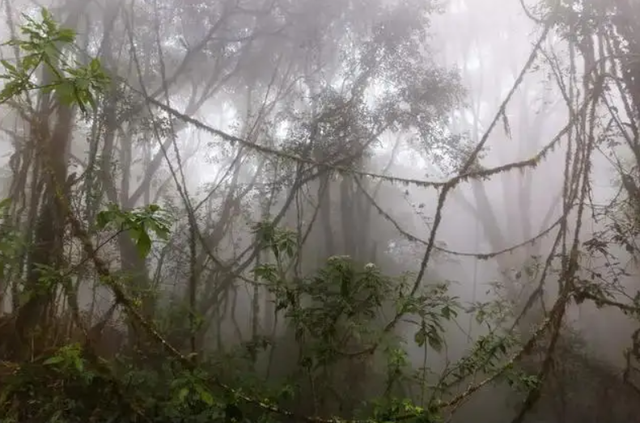 沼泽地是什么意思，沼泽地什么意思（为什么原始森林里的瘴气会让人生病）