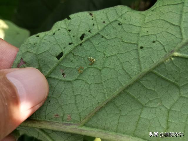 快速消灭害虫的方法，甲维盐几个黄金搭档