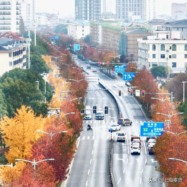 北美枫香叶子什么时候红，北美枫香叶子什么时候红的（南奉公路南桥段最近“枫枫火火”）