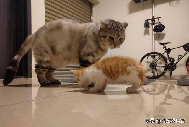 女生接受你的表现，女人允许你撩的暗示（大猫竟然对小猫会做出这样的事）