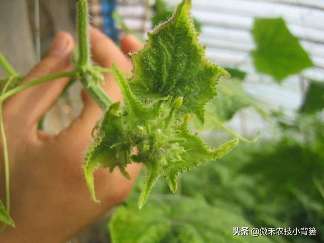 30斤水兑多少赤霉素，九二o赤霉素怎样使用（瓜果蔬菜“花抱头、瓜打顶”是怎样造成的）