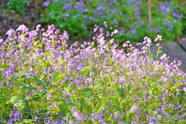 杭州有哪些景区比较值得去，杭州必去十大景区（让你领略自然和人文双重景致）