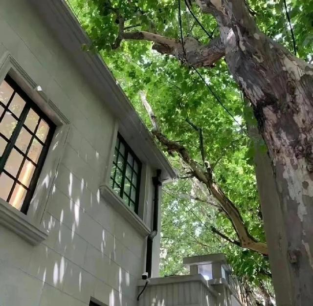 绿色系背景图，绿色背景图片纯色 护眼（背景图，生活总是带点绿色的）