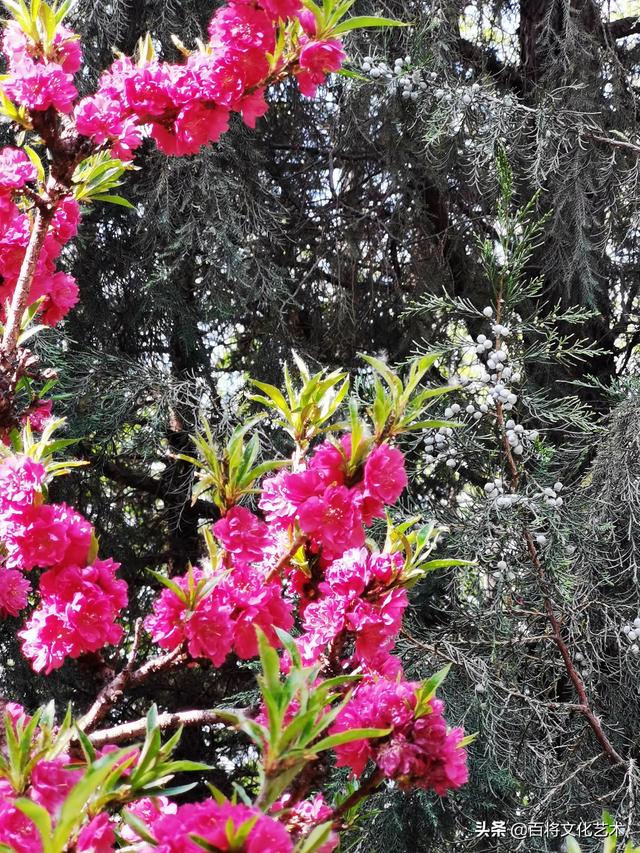 劳动最光荣是谁的名言，劳动最光荣是谁说的（人民创造历史，劳动开拓未来）