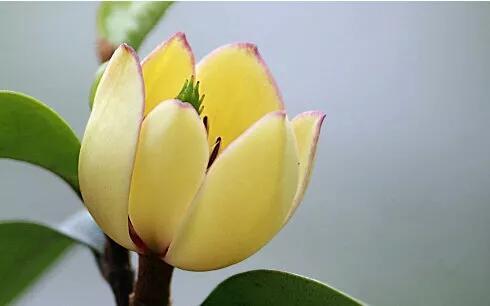 含笑花什么时候开花，分享图片——深山里（含笑花何时开花）