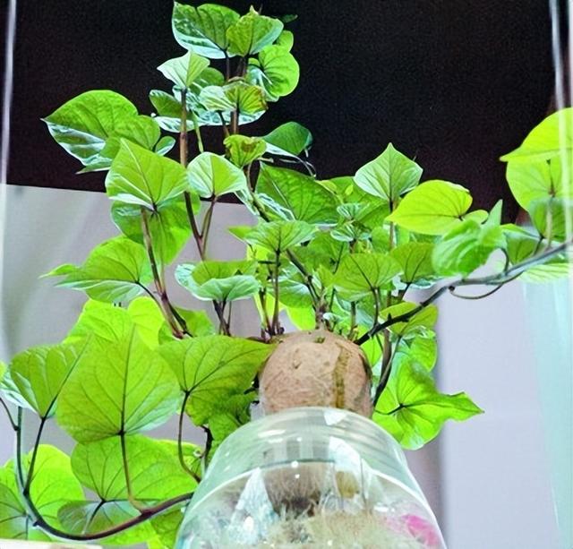 常用盆栽水生植物，“3种”绿植可水培