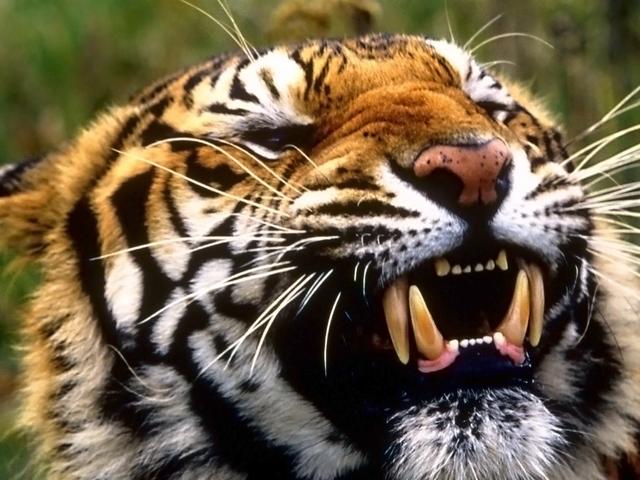 世界上最可怕的十种猫科动物，鳄鱼也沦为它的盘中餐