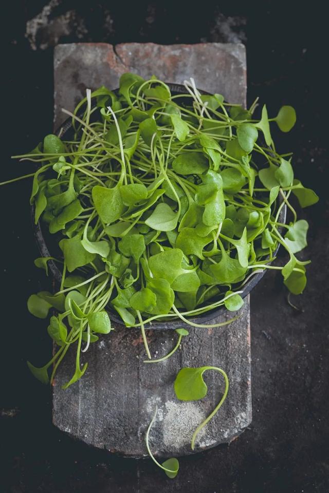 南京春天吃的野菜，比王宝钏更懂野菜的，是南京人