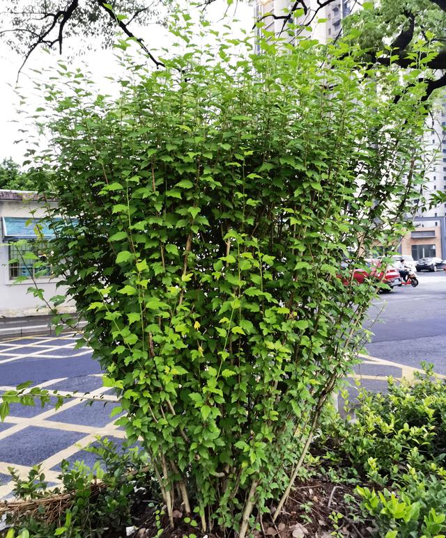 别墅庭院围墙遮挡植物有哪些，别墅围墙绿植（看上去“清清爽爽”）