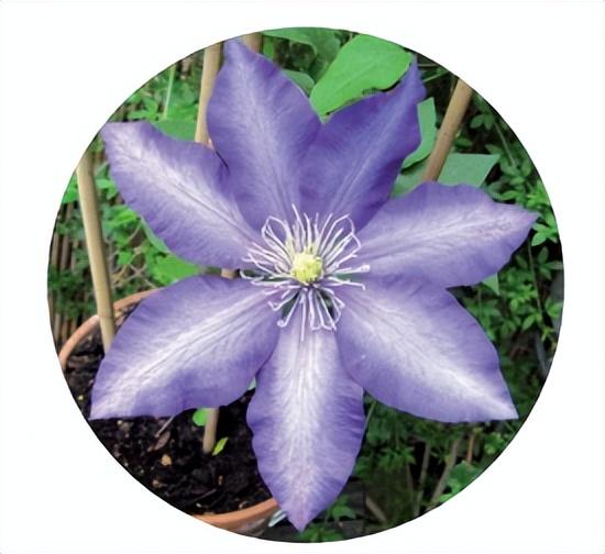 花朵的构造有哪些，花朵的组成结构（暴力拆解花朵的几何结构）