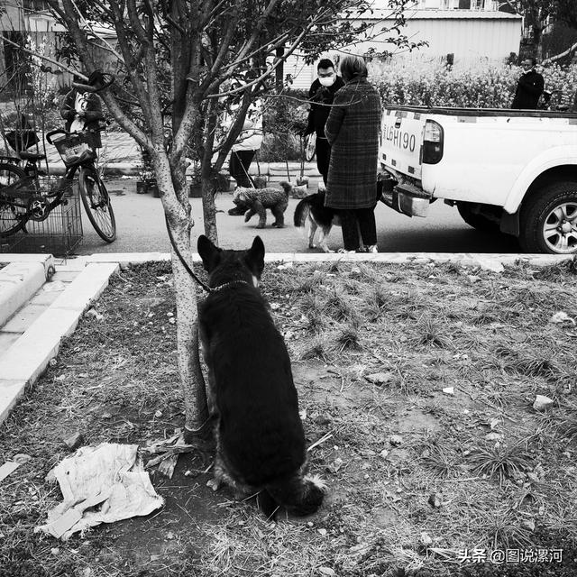 宠物市场在哪里，成都的宠物狗市场在那里呀（漯河宠物市场印象）