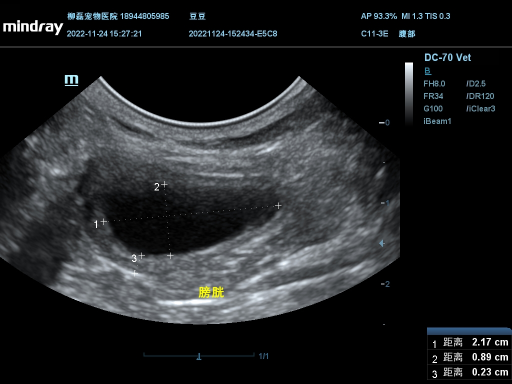 泰迪狗腹部积水成活率多少（泰迪腹水怎么办）