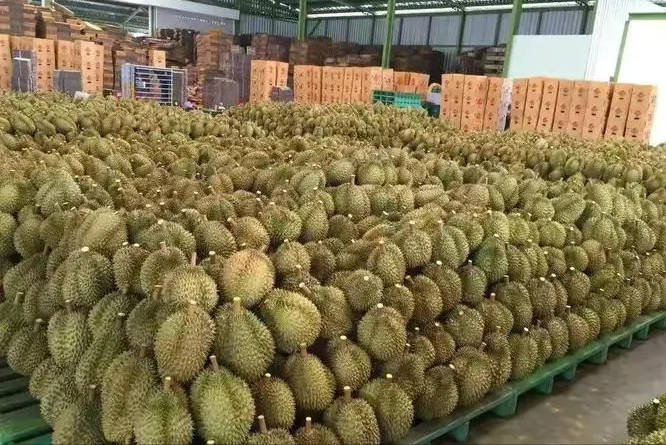 榴莲什么时候最便宜，榴莲什么季节最便宜（3个原因残酷却很现实）